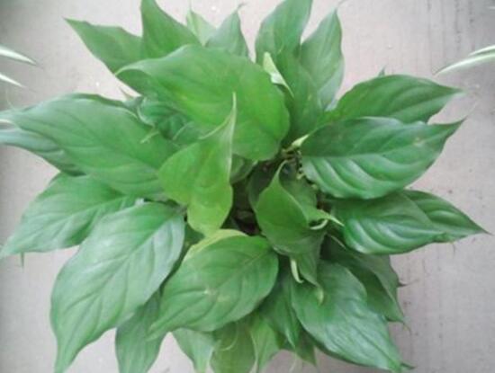 萬年青長高了怎么修剪，萬年青的修剪方法