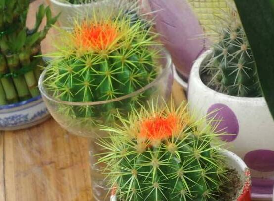 水培仙人球怎么養(yǎng)，教你六個最好步驟快速生根(7天)