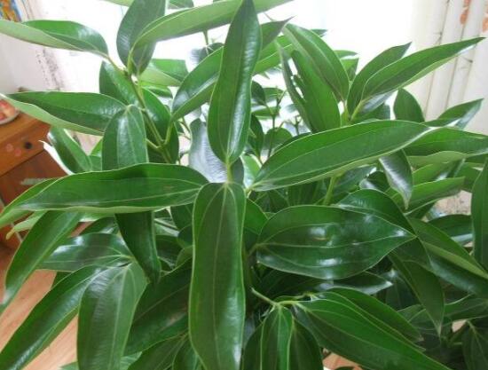 平安樹好養(yǎng)嗎，教你簡單四種養(yǎng)殖方法/闔家幸福、萬事如意