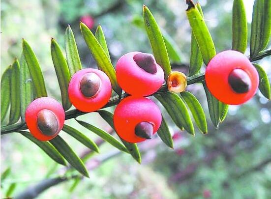 紅豆杉怎么澆水，紅豆杉澆水方法