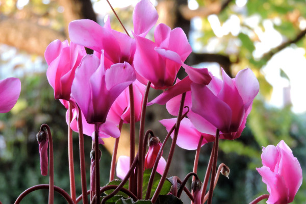 仙客來(lái)種子怎么收，花期結(jié)束2個(gè)月后開始收獲