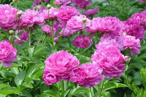 芍藥花什么時(shí)候開(kāi)花白天還是夜晚