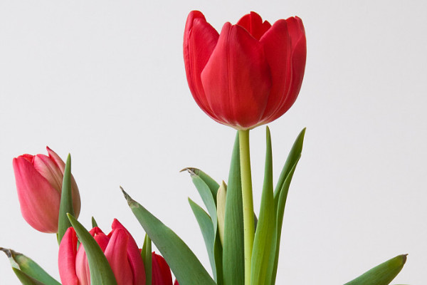 郁金香要?jiǎng)兤? src="/nongchan/d/file/20201223/wzo1fiagu1o.jpg" / data-DlPR="rJTeNq"></p>
<p data-9Eh1="fr8hZ5">
	郁金香在種植之前需要?jiǎng)兤ぃ驗(yàn)閯兤ぶ蟮姆N球可以更加方便的吸收養(yǎng)分和水分，更快的長(zhǎng)出幼芽和葉片，所以在種植郁金香種球時(shí)最好將郁金香的表皮剝?nèi)?。同時(shí)郁金香的種球中含有一定的毒性，所以在剝皮時(shí)最好帶上手套。</p>
<p data-V3BL="NbIHuK">
	<strong data-PXcV="XdygaI">2、適宜土壤</strong></p>
<p data-iuHT="tye7T7">
	<img alt=