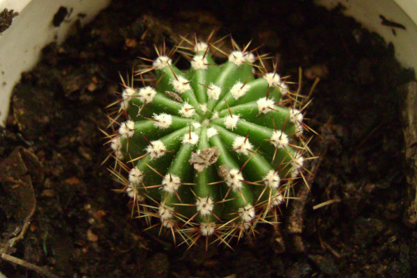 仙人球品種有哪些，根據(jù)食用型/長(zhǎng)勢(shì)/花刺等方面劃分