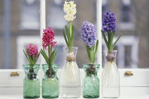 風(fēng)信子葉子發(fā)黃及處理技巧，4種原因以及處理方法