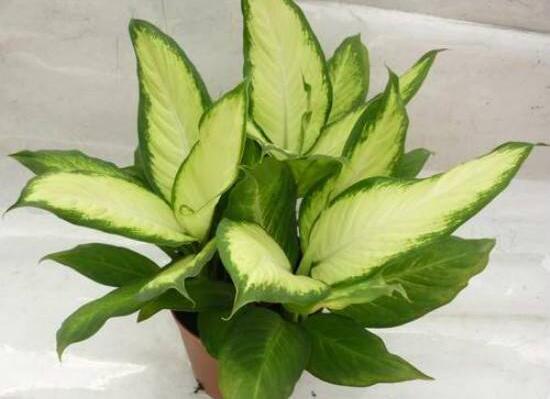 萬年青根發(fā)爛什么原因，萬年青爛根怎么辦