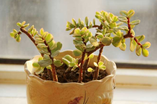 雅樂(lè)之舞怎么養(yǎng)成粉色，掌握以下要點(diǎn)是關(guān)鍵