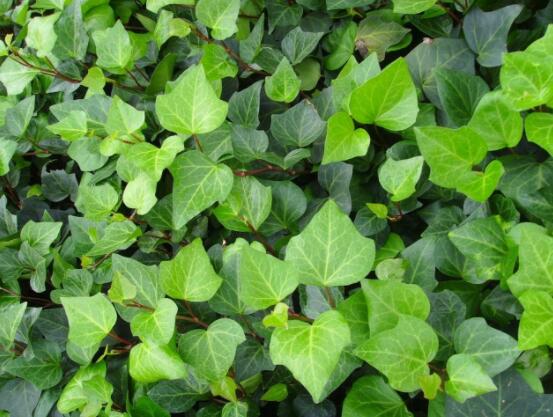 常春藤和常青藤一樣嗎，教你三種區(qū)別方法(形態(tài)/生長(zhǎng)環(huán)境/作用)