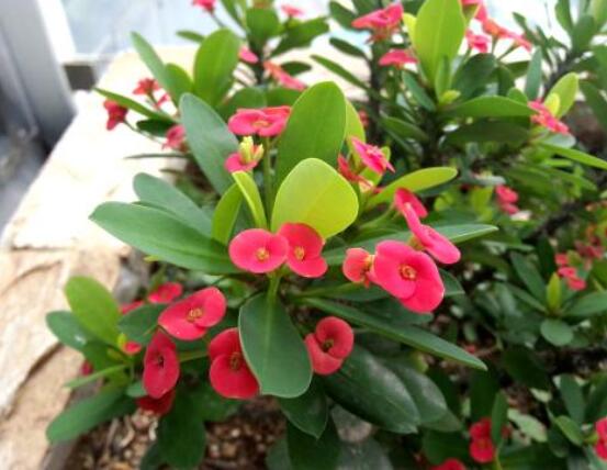 虎刺梅怎么扦插，擇10厘米健壯枝條/做好消毒處理