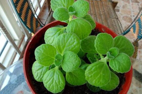 碰碰香長(zhǎng)的太長(zhǎng)怎么辦，及時(shí)修剪頭部/不斷進(jìn)行扦插繁殖