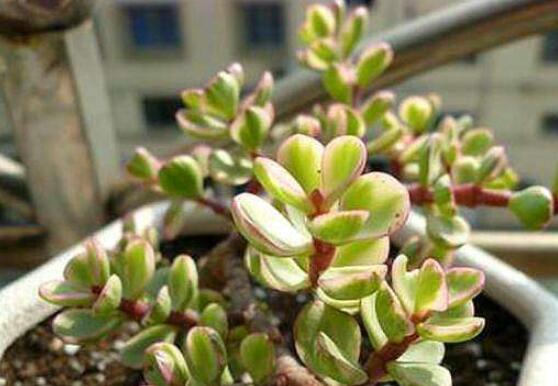 雅樂之舞怎么扦插，春季最佳/剪取生長健壯枝條