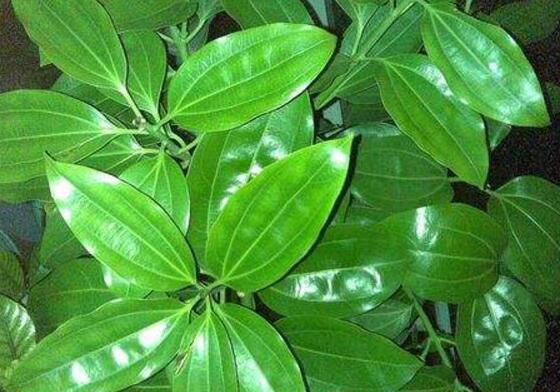 平安樹怎么修剪，平安樹的修剪方法和技巧