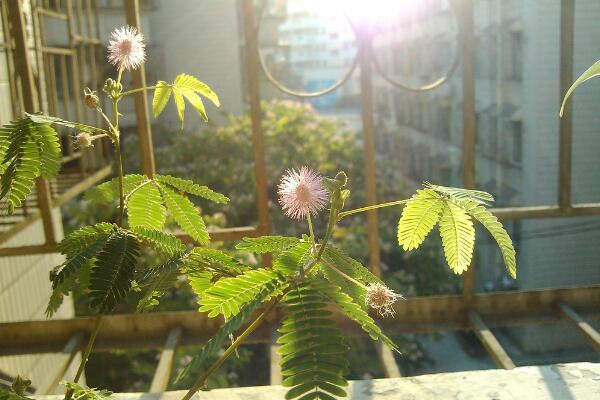 含羞草有毒嗎有什么毒，經(jīng)常接觸會(huì)導(dǎo)致脫發(fā)