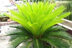 鐵樹有什么好處，最關(guān)鍵的四大好處