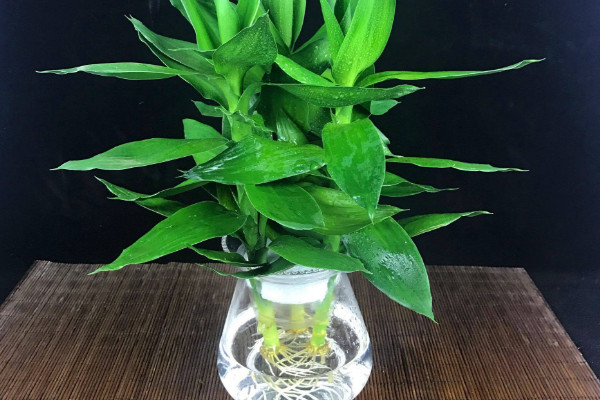 水培轉(zhuǎn)運(yùn)竹發(fā)黃怎么辦