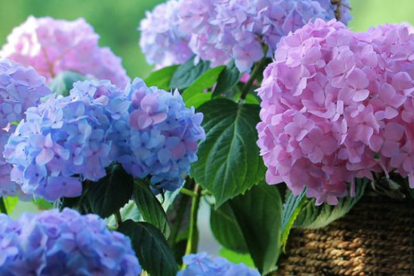 繡球沒(méi)有花苞怎么辦