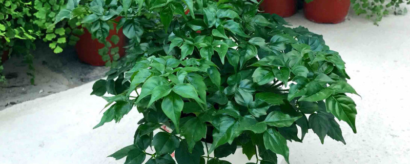 幸福樹施什么肥最好