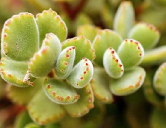 熊童子怎么養(yǎng)才能飽滿，老農(nóng)總結(jié)五個(gè)重要養(yǎng)護(hù)措施