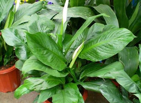 一帆風順花怎么移植，教你六個簡單易學步驟