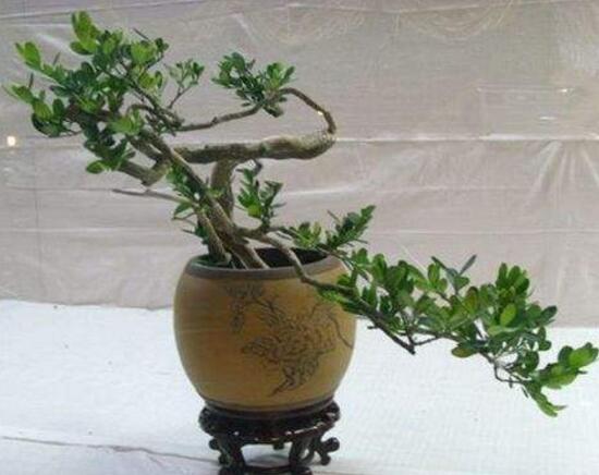 九里香爛根的原因，九里香爛根怎么辦