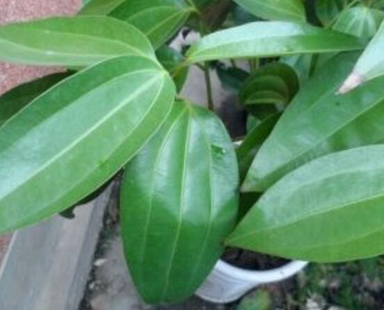 平安樹葉子發(fā)黑是怎么回事，三種原因以及解決方法