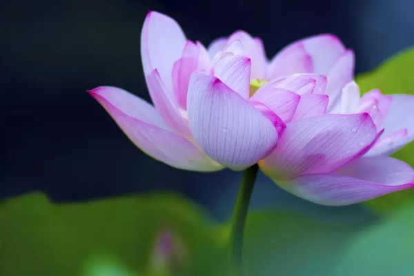 荷花有沒(méi)有根