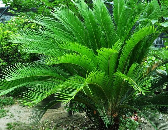 鐵樹什么時(shí)候長新葉，每年春秋時(shí)分生長出2-3輪新葉