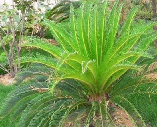 鐵樹(shù)品種，細(xì)數(shù)鐵樹(shù)最受喜愛(ài)八大品種