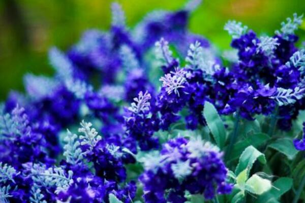 薰衣草適合送什么人，送給朋友、戀人