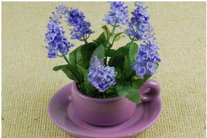 薰衣草怎么養(yǎng)比較好，薰衣草的養(yǎng)殖方法