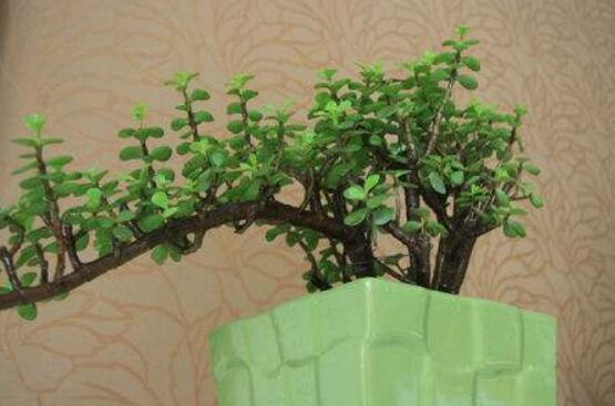 燕子掌不開(kāi)花怎么辦，做好以下五點(diǎn)花開(kāi)爆盆