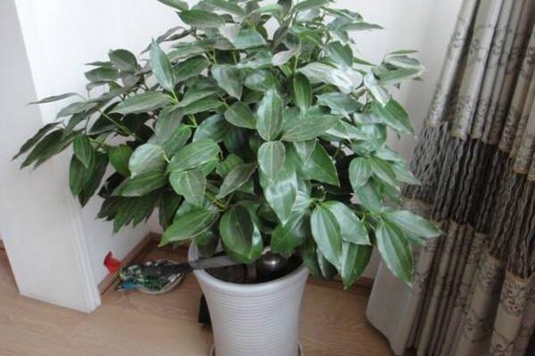 平安樹(shù)需要剪枝嗎，建議在春季進(jìn)行修剪