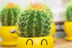 仙人球能放在臥室嗎，帶刺的植物不宜放臥室/放陽臺(tái)或者辦公室較好