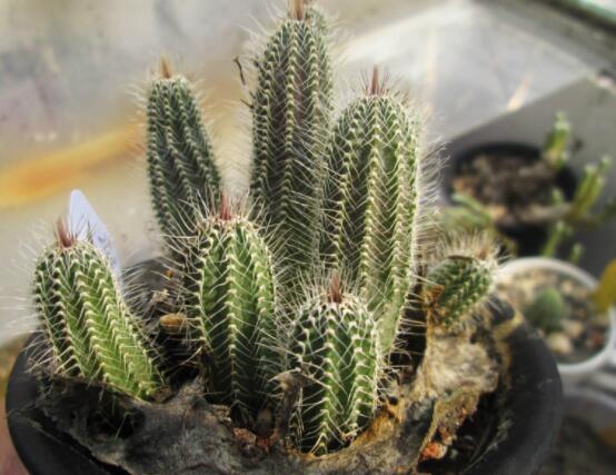 仙人掌幾年開花一次，短則3-5年開花/長則十幾年