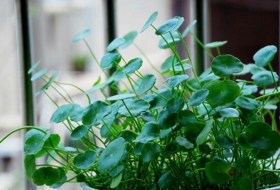 銅錢草放在臥室好嗎，寓意著家有銅錢、財源滾滾