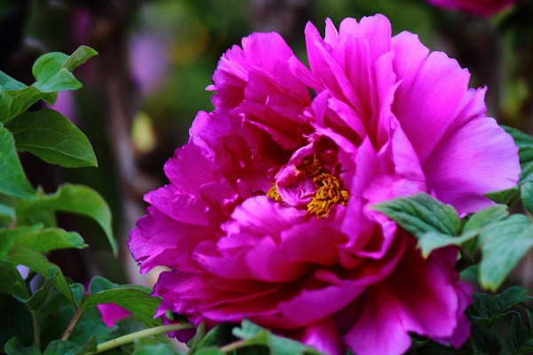 牡丹花養(yǎng)護(hù)管理方法