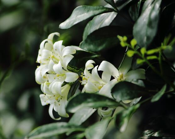 盆栽九里香的養(yǎng)殖方法，老農(nóng)教你七個最實用基本方法