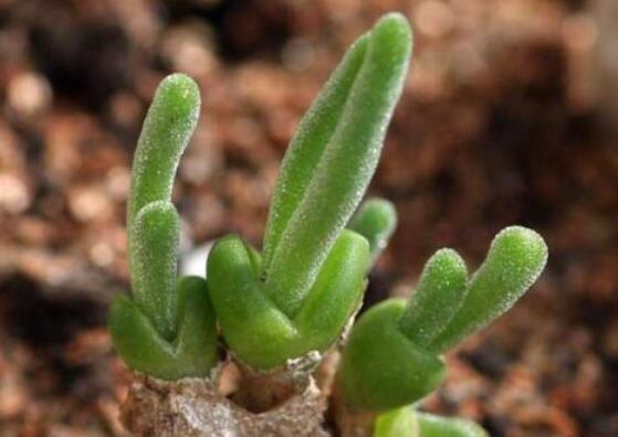 碧光環(huán)的用土方法，四份營養(yǎng)土六份蛭石一份珍珠巖混合配制