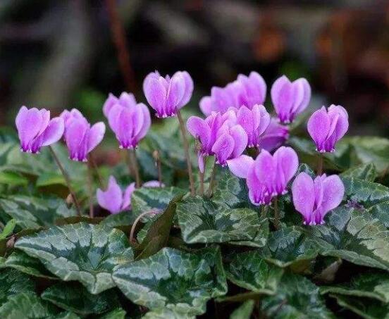 仙客來不長新葉怎么辦，多半是盆土澆水光照導(dǎo)致