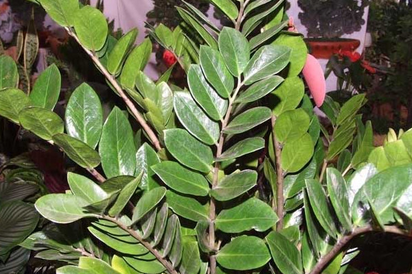 金錢(qián)樹(shù)夏天幾天澆一次水