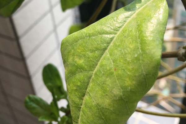 牽?；ㄈ~子發(fā)黃什么原因