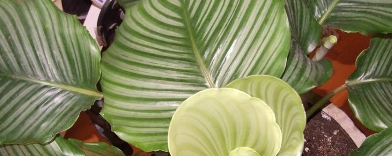 蘋(píng)果竹芋怎樣扦插