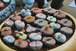 生石花怎么施肥，生石花施肥四大要點(diǎn)介紹