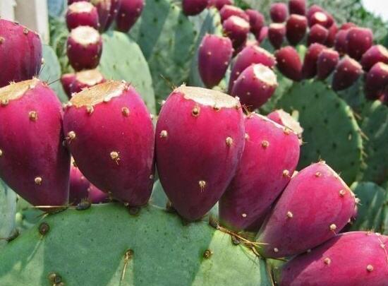 仙人掌的果實(shí)能吃嗎，食用可清熱解毒、養(yǎng)顏?zhàn)o(hù)膚