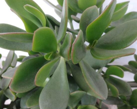 燕子掌的養(yǎng)殖方法和注意事項(xiàng)，老農(nóng)總結(jié)最實(shí)用八大養(yǎng)殖技巧