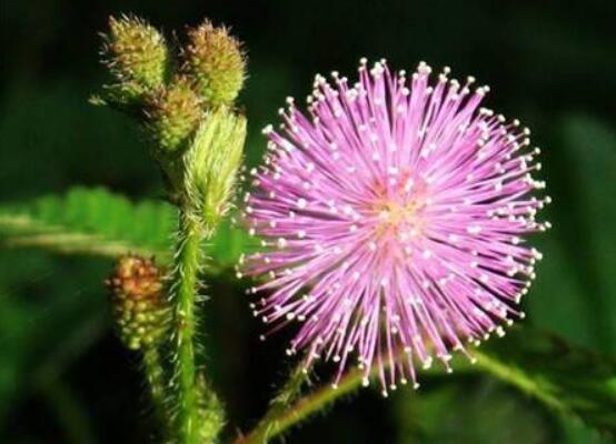 含羞草怎么養(yǎng)長得快，注意這五個要點生長青翠欲滴