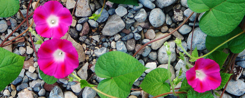 牽?；ǚN子怎么種