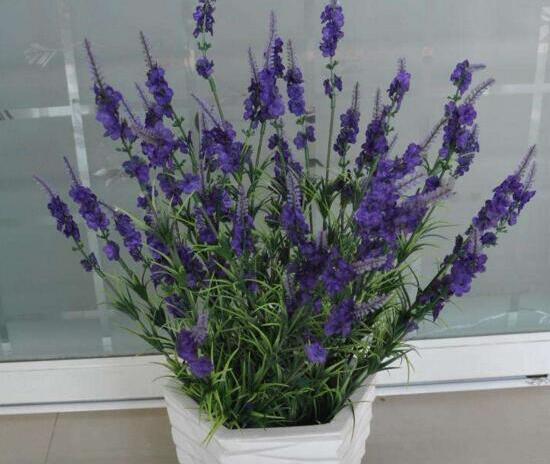 薰衣草怎么扦插，薰衣草的繁殖方法
