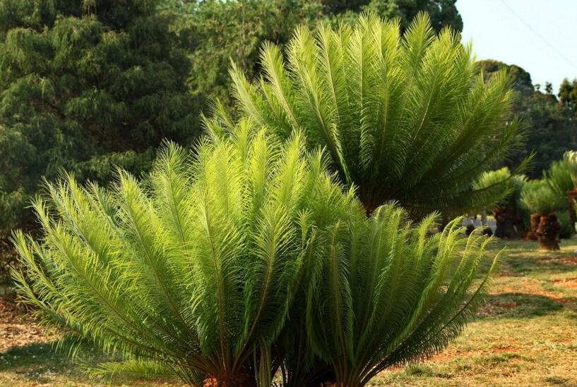 蘇鐵有哪些價值作用，極具觀賞價值和食用價值