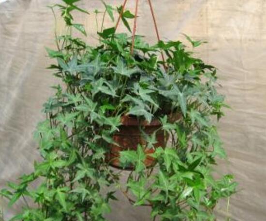 常春藤怎么繁殖，常春藤的扦插方法